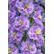 Дельфиниум 'Хайландер Блуберри Пай'   /      Delphinium 'Highlander Blueberry Pie'